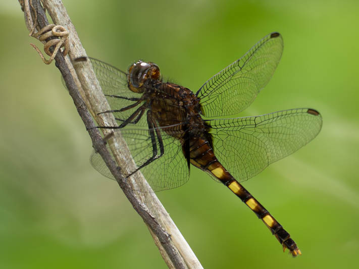 Erythemis attala (Black Pondhawk) female.jpg